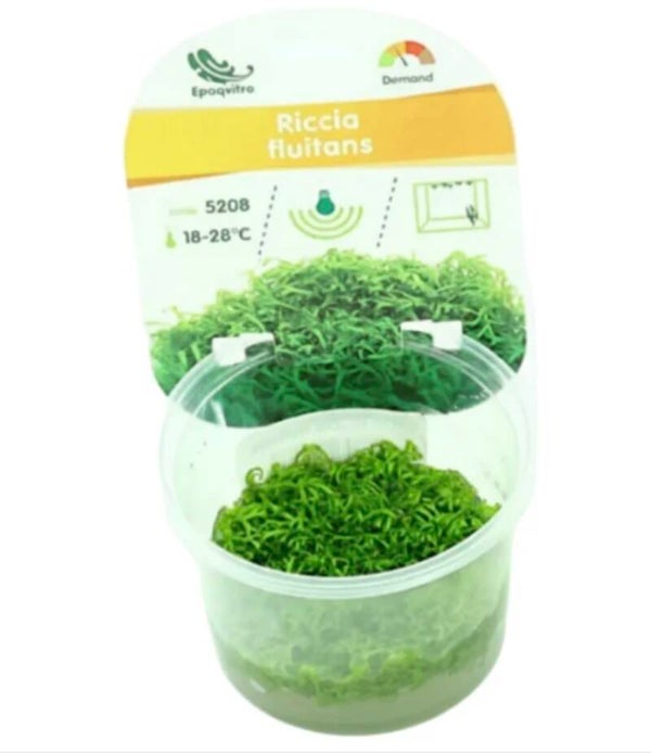 Riccia fluitans Epaqvitro 100 ml