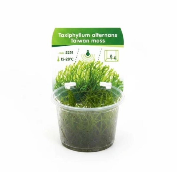 Taiwan Moos – Taxiphyllum alternans 'Taiwan Moss'