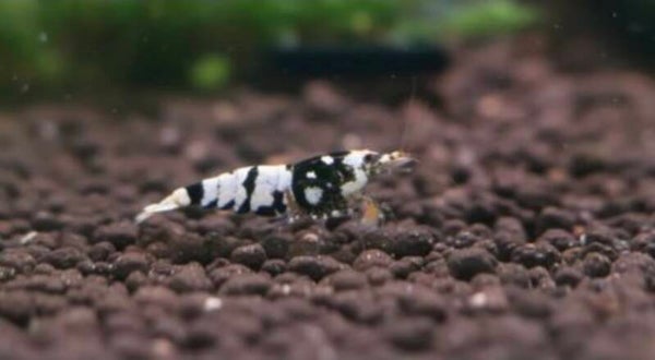 Zwerggarnele fancy tiger black - Caridina sp.