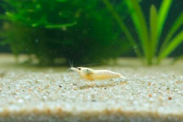 Pure White Bee Caridina