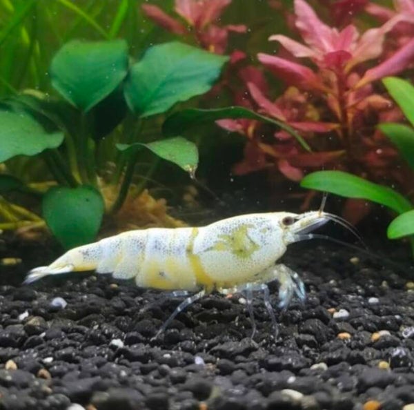 Golden Bee - Caridina logemanni