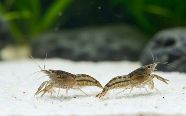 Pärchen - Zwergkrebs Cambarellus diminutus 1 Weibchen 1 Männchen