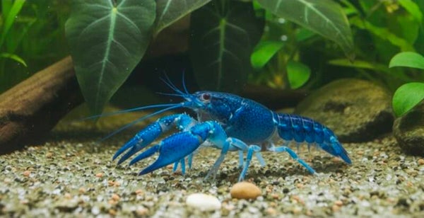 Blauer Floridakrebs XL - Procambarus alleni
