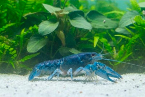 Blauer Floridakrebs Größe S - Procambarus alleni,