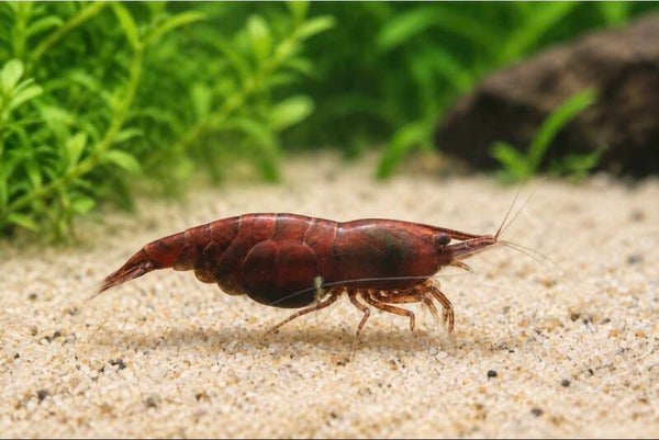 Red Onyx Garnele – Neocaridina davidi | Tiefrote Zwerggarnele für Aquarium, Nano-Becken