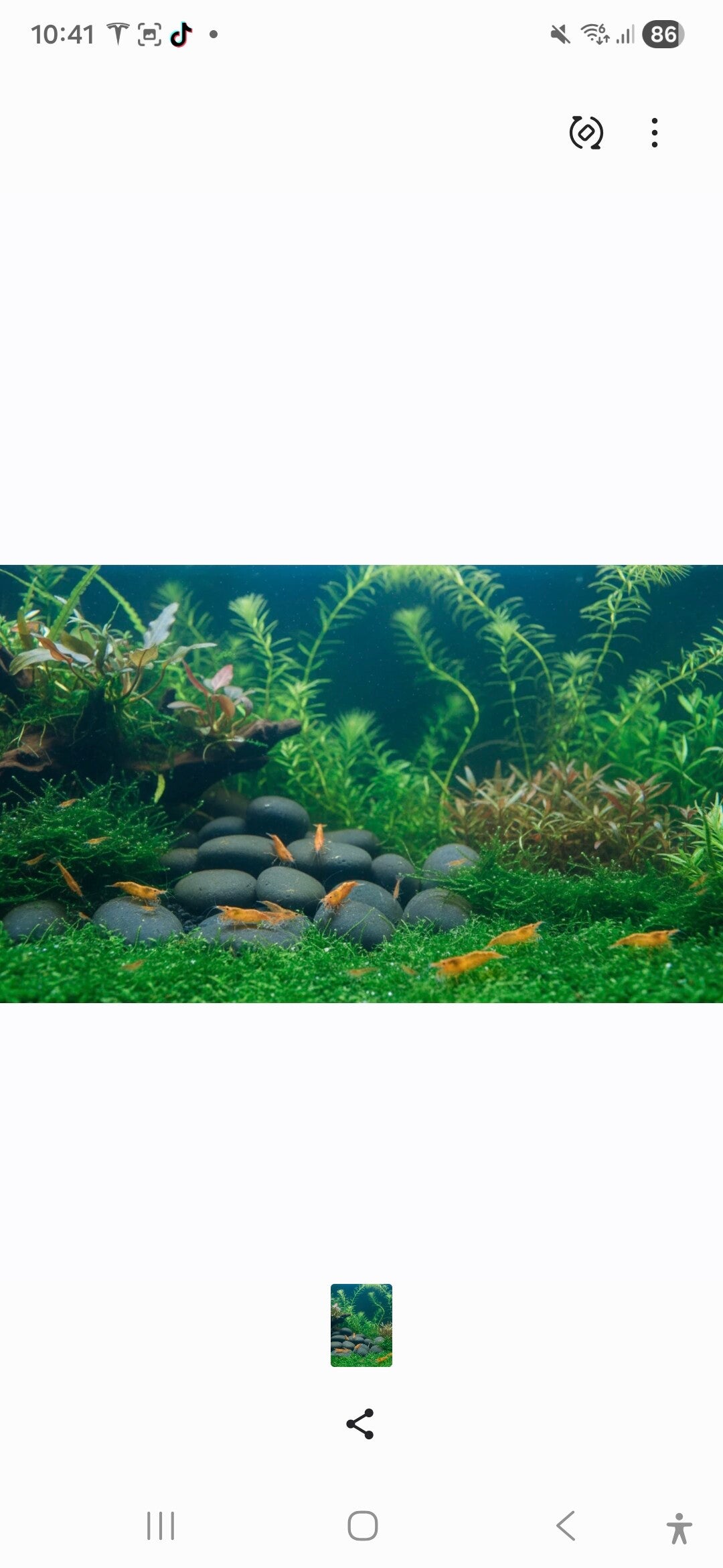 Sunkist Sakura Zwerggarnele Neocaridina Davidi