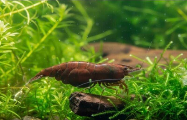 Neocaridina davidi - Zwerggarnele "Chocolate Fire"