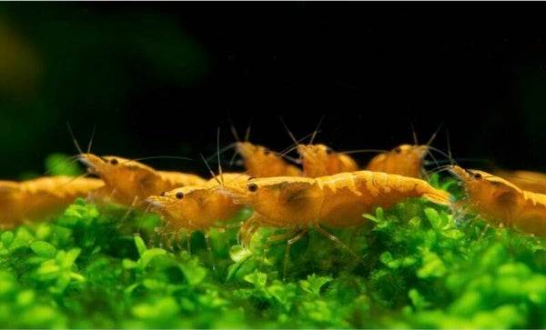 Neocaridina davidi - Zwerggarnele "Yellow golden Top"