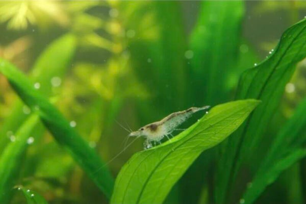 Sulawesi Algengarnele