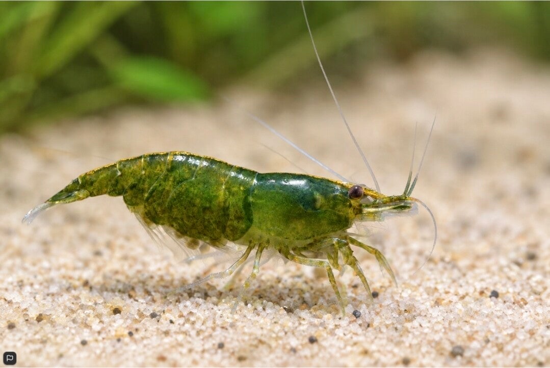 Green Jade Garnele - Neocaridina davidi