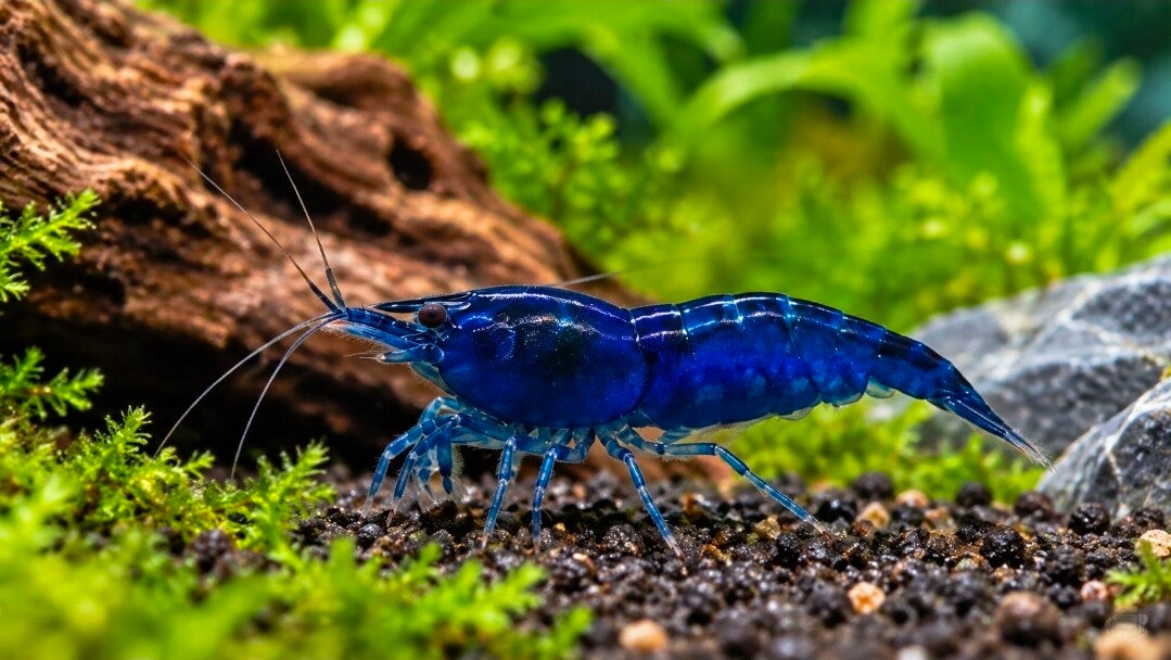Blue Diamond Zwerggarnelen