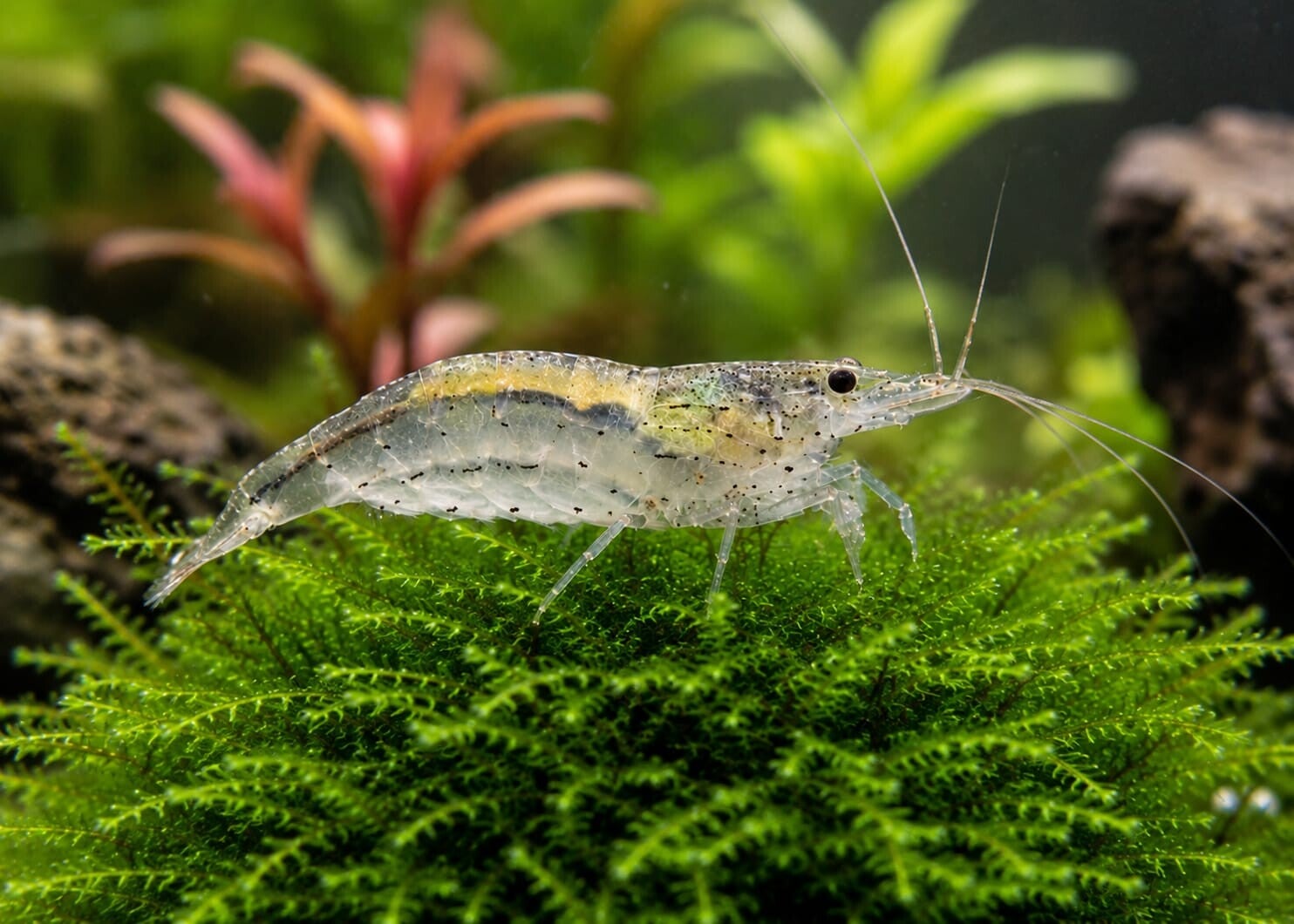 Snow Amanogarnele - Caridina multidentata "snow"
