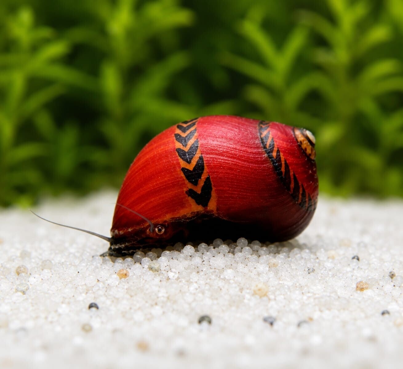 Super Red Rennschnecke - Deadpool Rennschnecke - Neritina Vittina