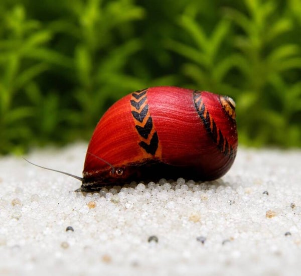 Super Red Rennschnecke - Deadpool Rennschnecke - Neritina Vittina