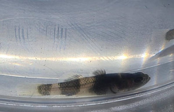Goldringelgrundel, Brachygobius doriae (Minifisch) ca 2cm
