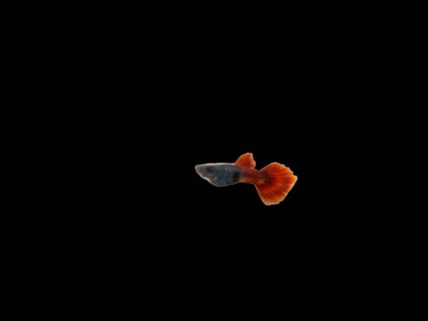 Guppy Dumbo Ear Red tail  (Poecilia reticulata) ca 2-4cm