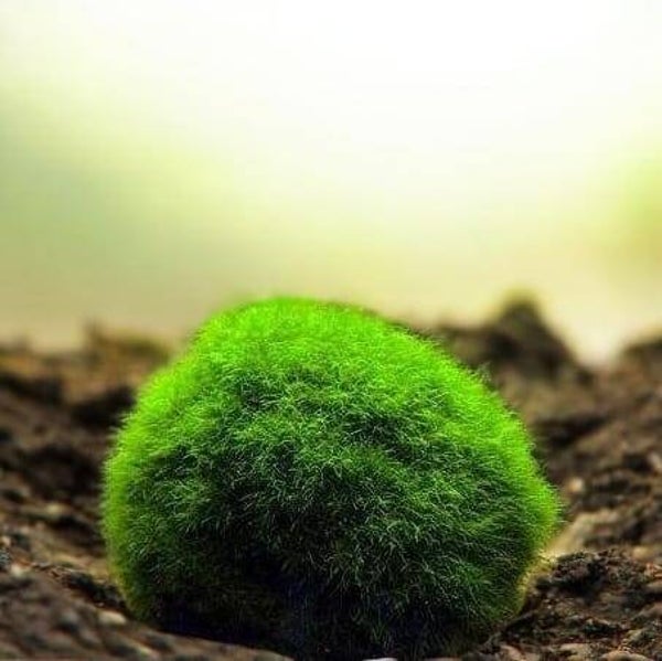 Mooskugel -Cladophora Aegagrophila   ca 2-3 cm