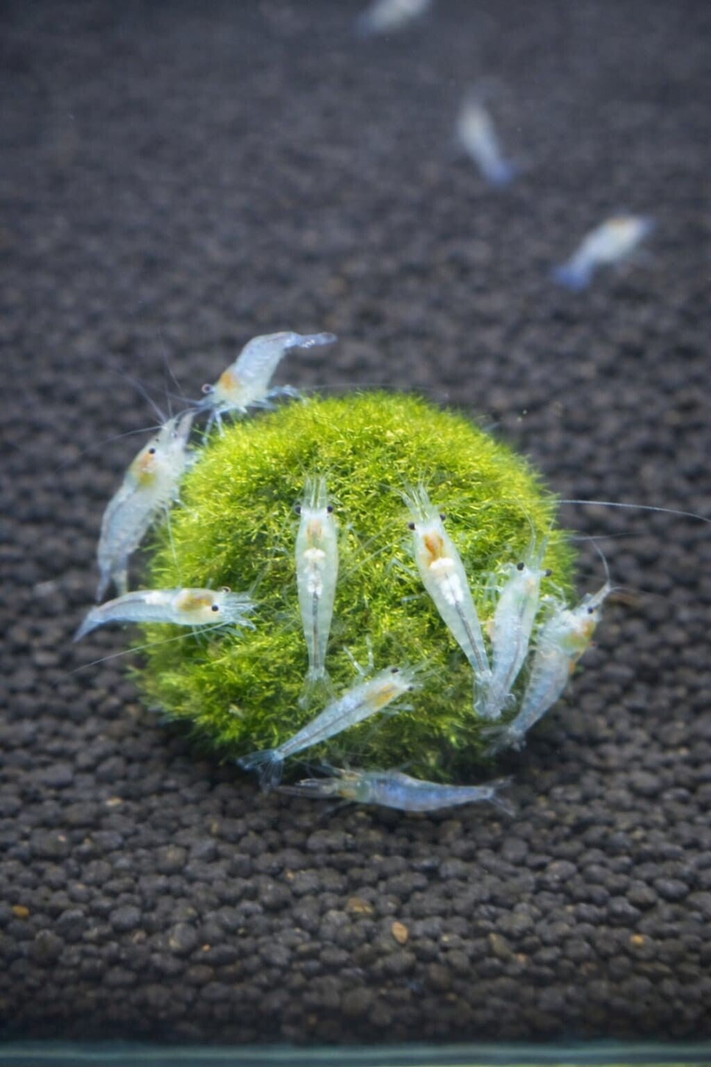Snowball Zwerggarnele Neocaridina davidi 1.5-2 cm