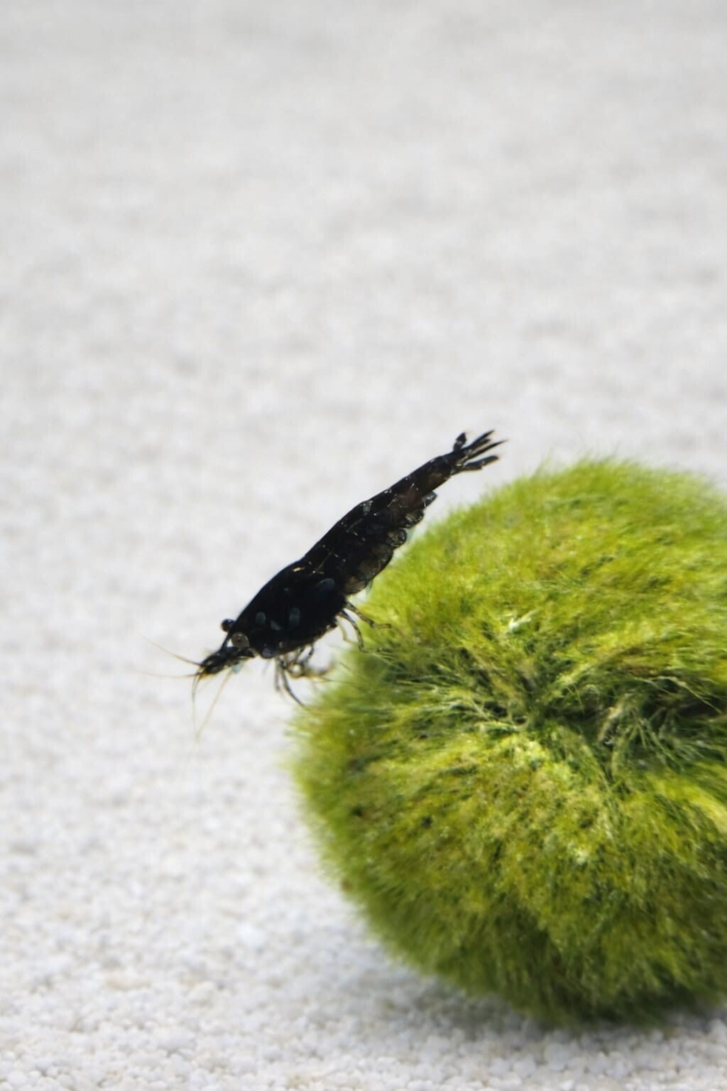 Black Choco Shrimp Neocaridina davidi 1.5-2 cm