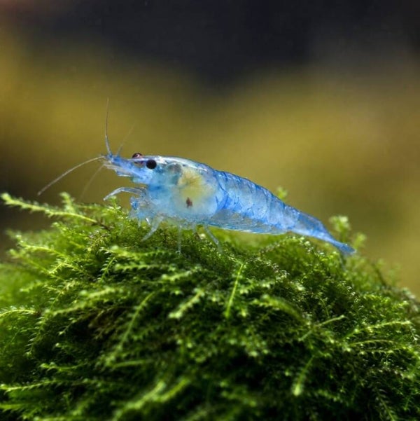 Blue Jelly Garnele - Neocaridina davidi