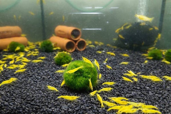 Yellow Cherry Shrimp Neocaridina davidi 1.5- 2 cm