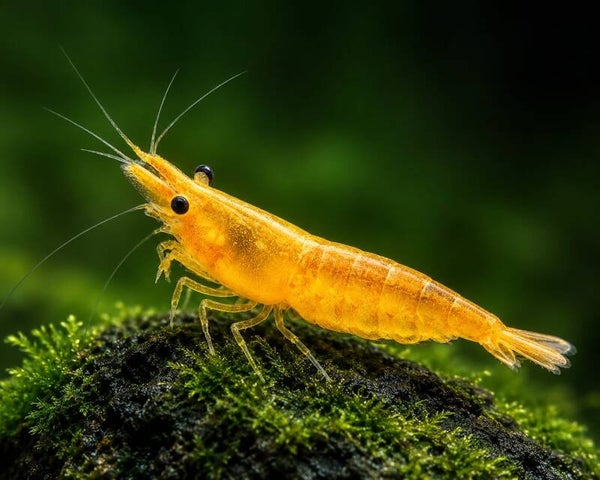 Yellow Fire Garnele - Gelbe Garnele - Neocaridina davidi "Yellow "