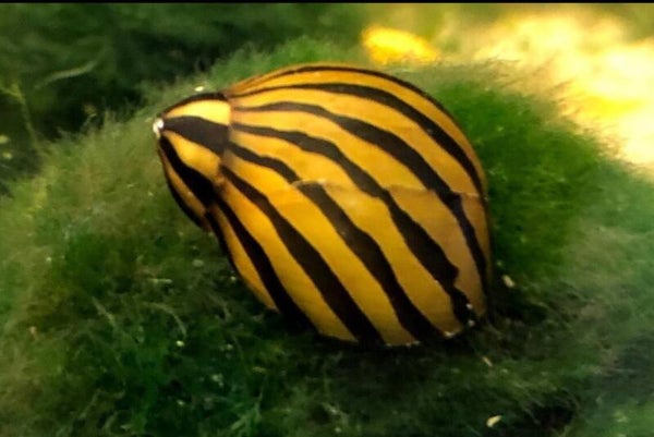 Zebra Rennschnecke – Neritina sp. – Algenfresser für Süßwasseraquarien