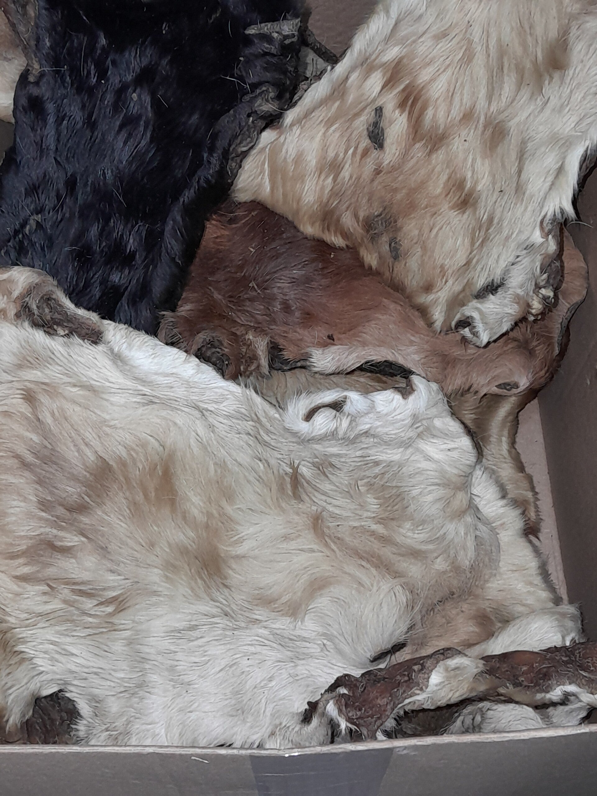 Natural treats - beef skin plates