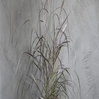 img_8666-standard.jpg