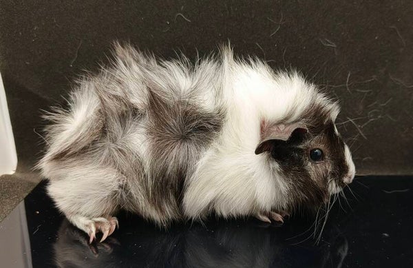 ♀ Elena Obena Ridgecraft f. 8/10-25