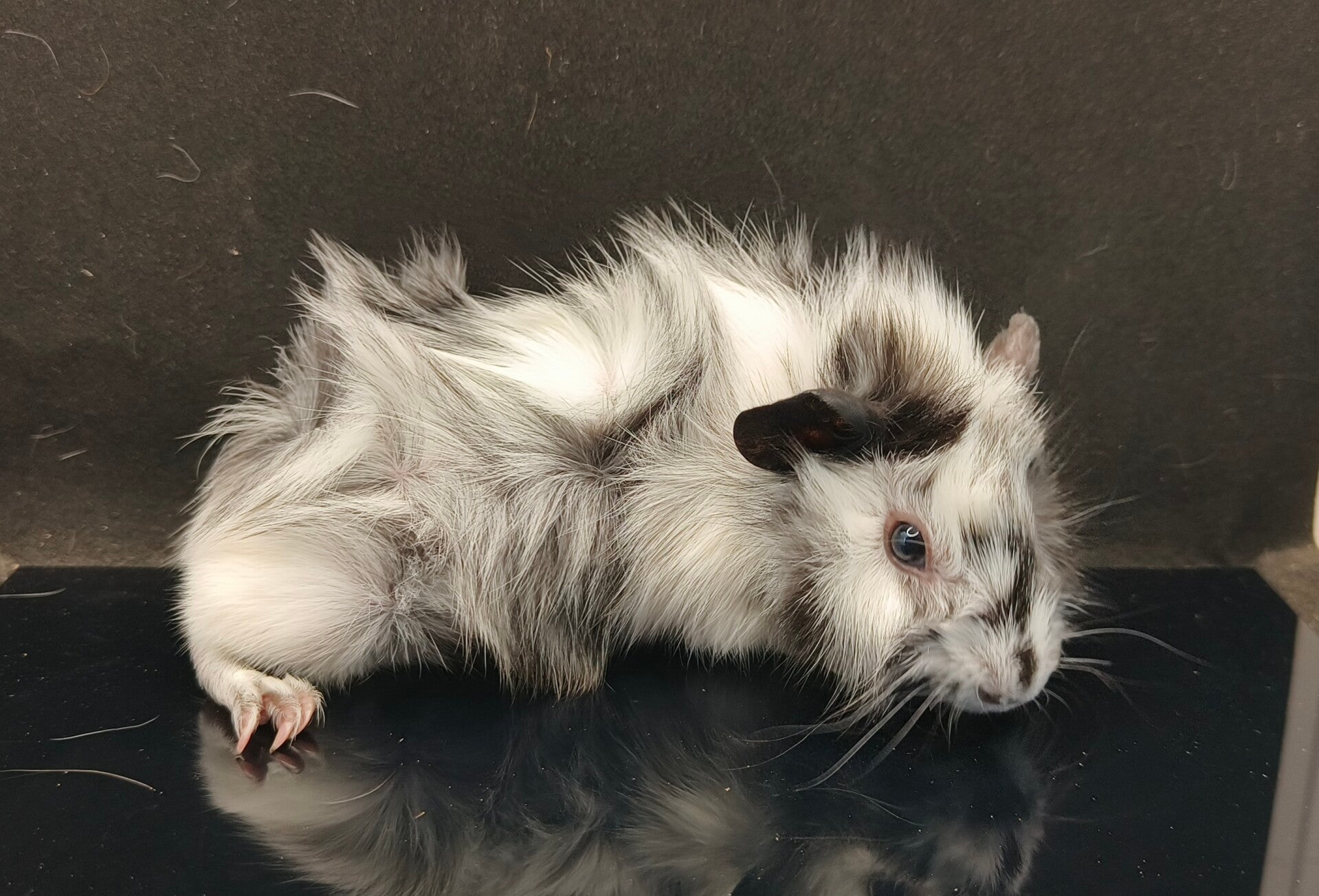 RESERVERET  ♀ Ice Lotus Ridgecraft f. 21/1-26