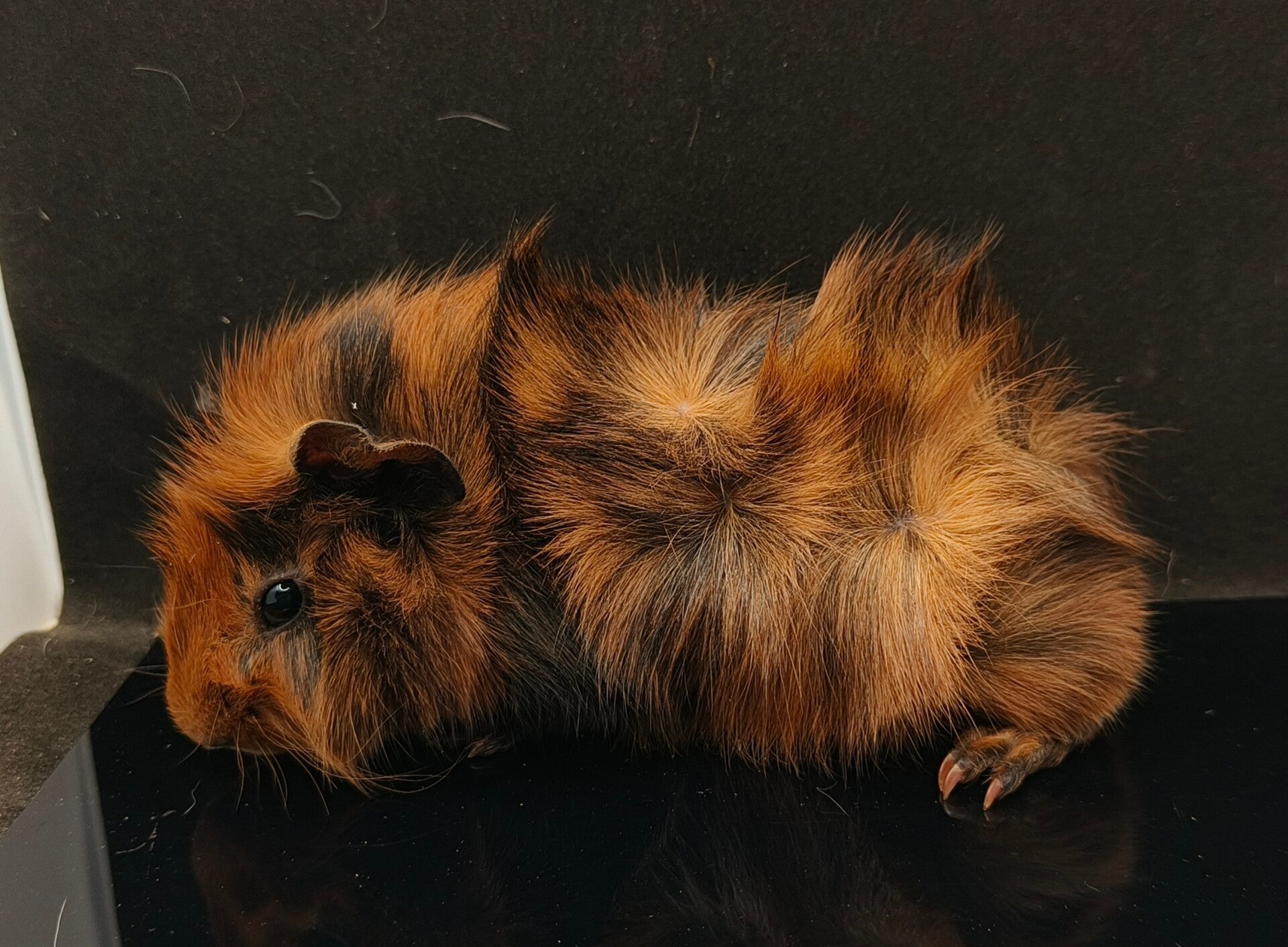 ♂ Ignition Ridgecraft f. 21/1-26