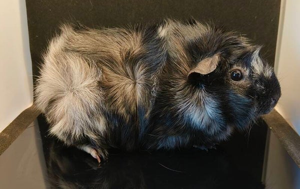 ♀ Ripple vd Kristallschweinchen f. 15/10-23