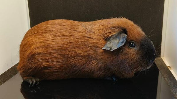 ♂  9.5.25 Færgevejen's Crimson, Flerfarvet, Sort California, Rød