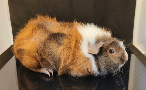 ♀ Kayla Karamel Ridgecraft f. 9/3-26