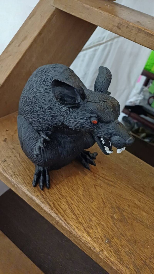 Rat