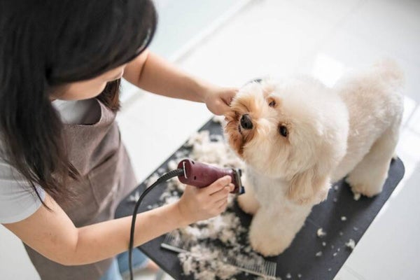Groom your own dog course