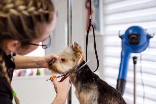 Dog Grooming Course Taster Day