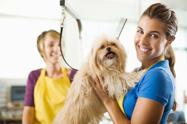 Basic Dog Grooming Course