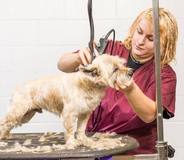 20 Day In Salon Dog Grooming Course