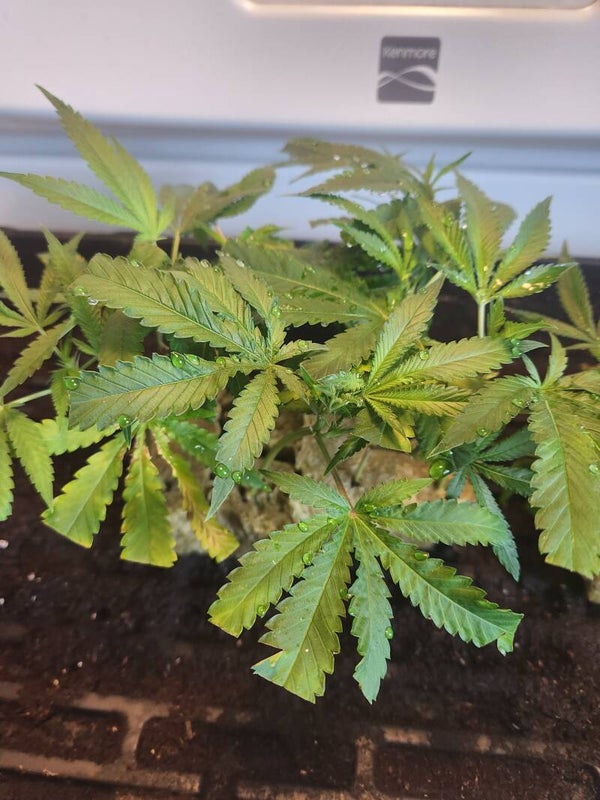 Skiddle / Happy Kush ...clones