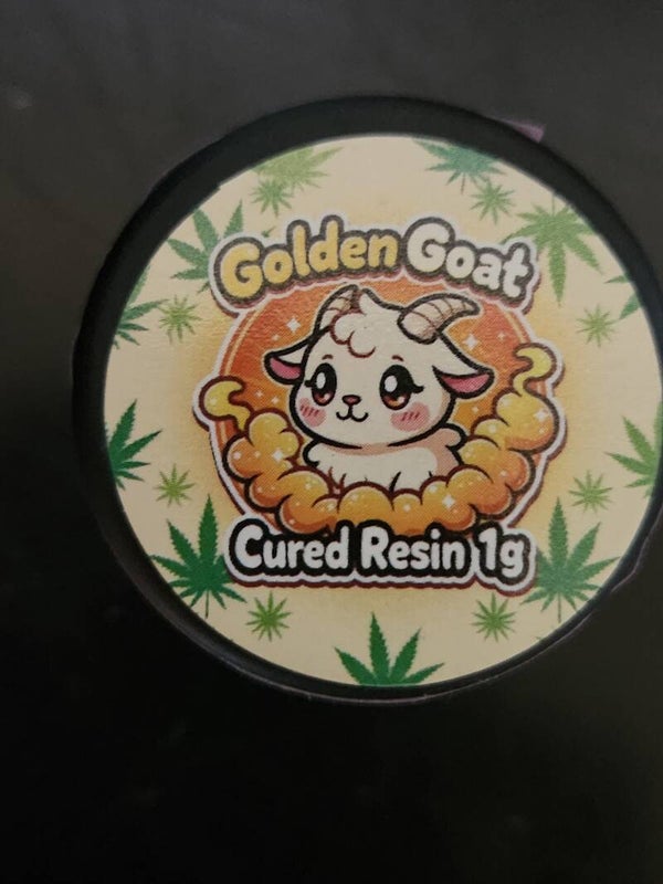 Golden goat