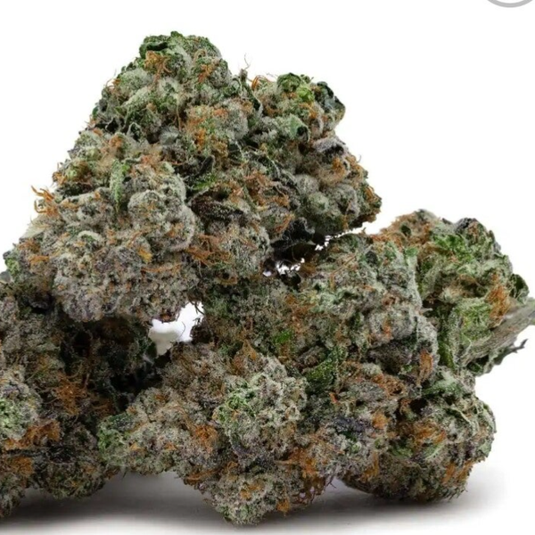 Glue 31