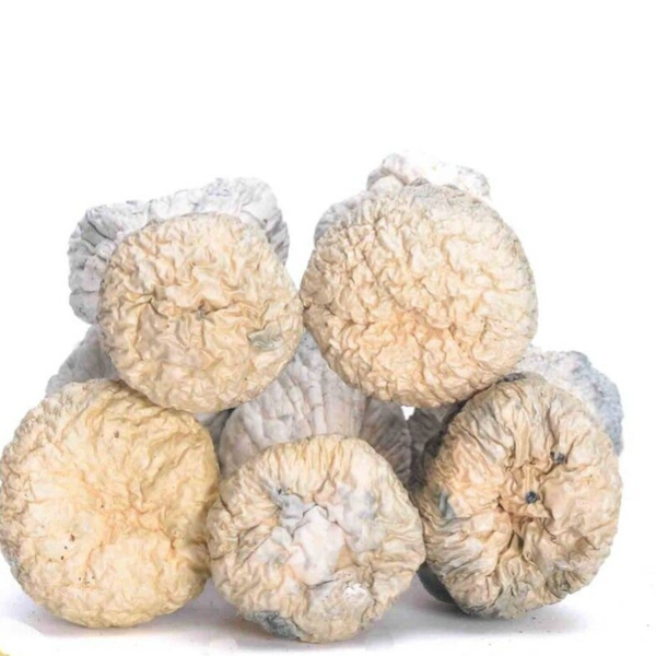 Albino penis envy's