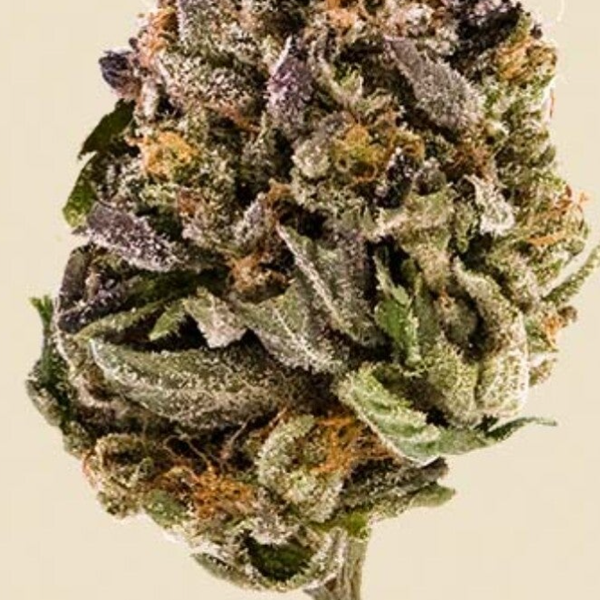 Pink Kush