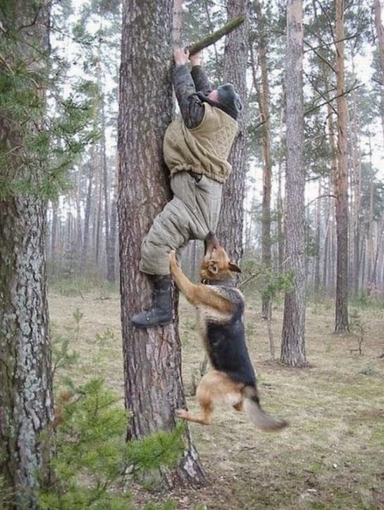 grappige plaatjes | Politiehonden-lodewijk