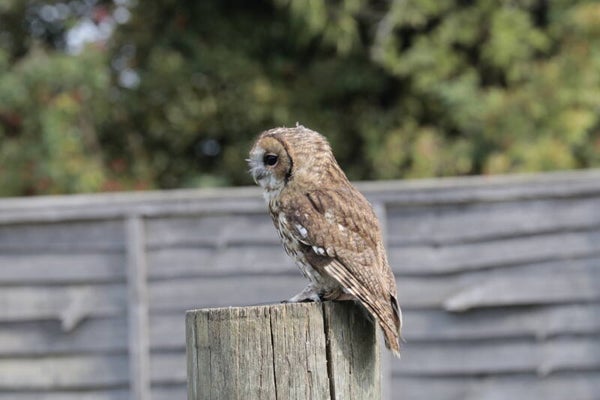 Tawny owl
