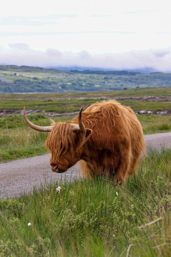 Highland cow