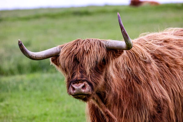 Highland cow