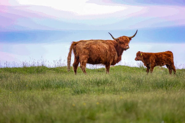 Mother & youngster highland cow